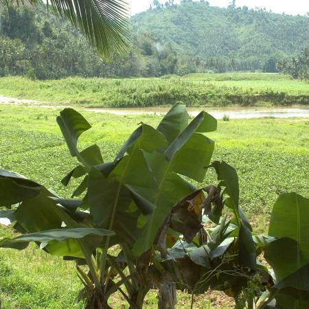 Banana tree and field.